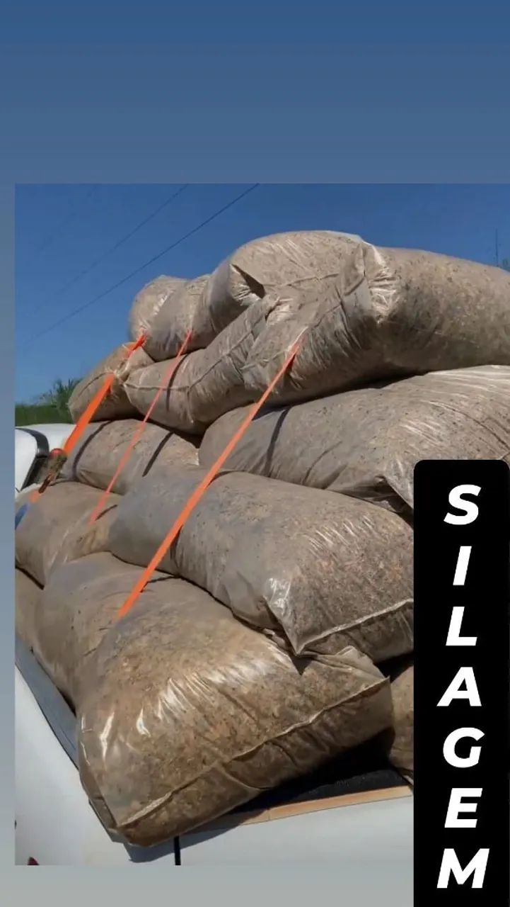 SILO SILAGEM DE MILHO DE ALTÍSSIMA QUALIDADE  - Foto 3