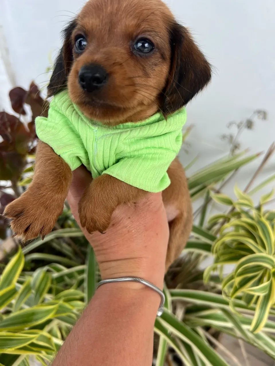 Filhote Dachshund macho