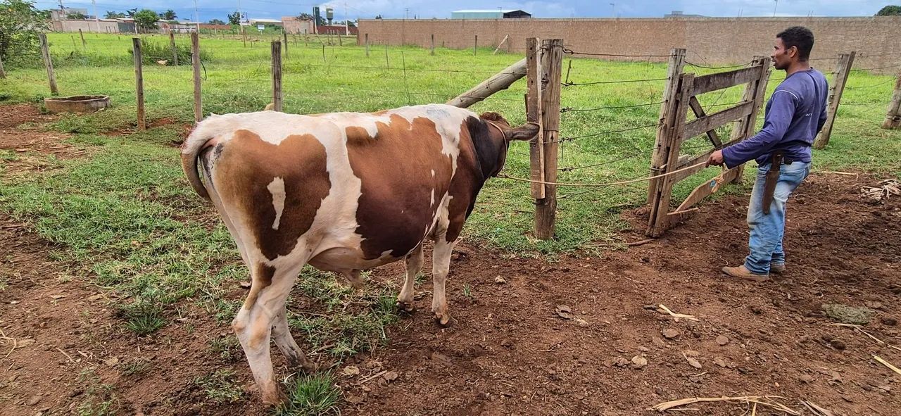 Touro Jersey puro - Foto 2