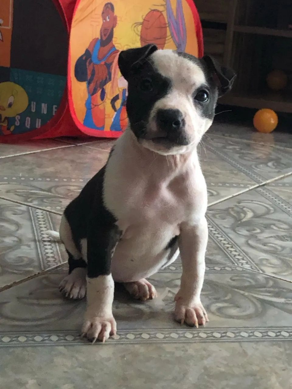 Pitbull 1 mês  - Foto 2