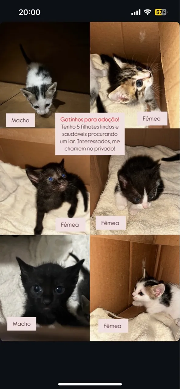 Gatinhas dóceis 