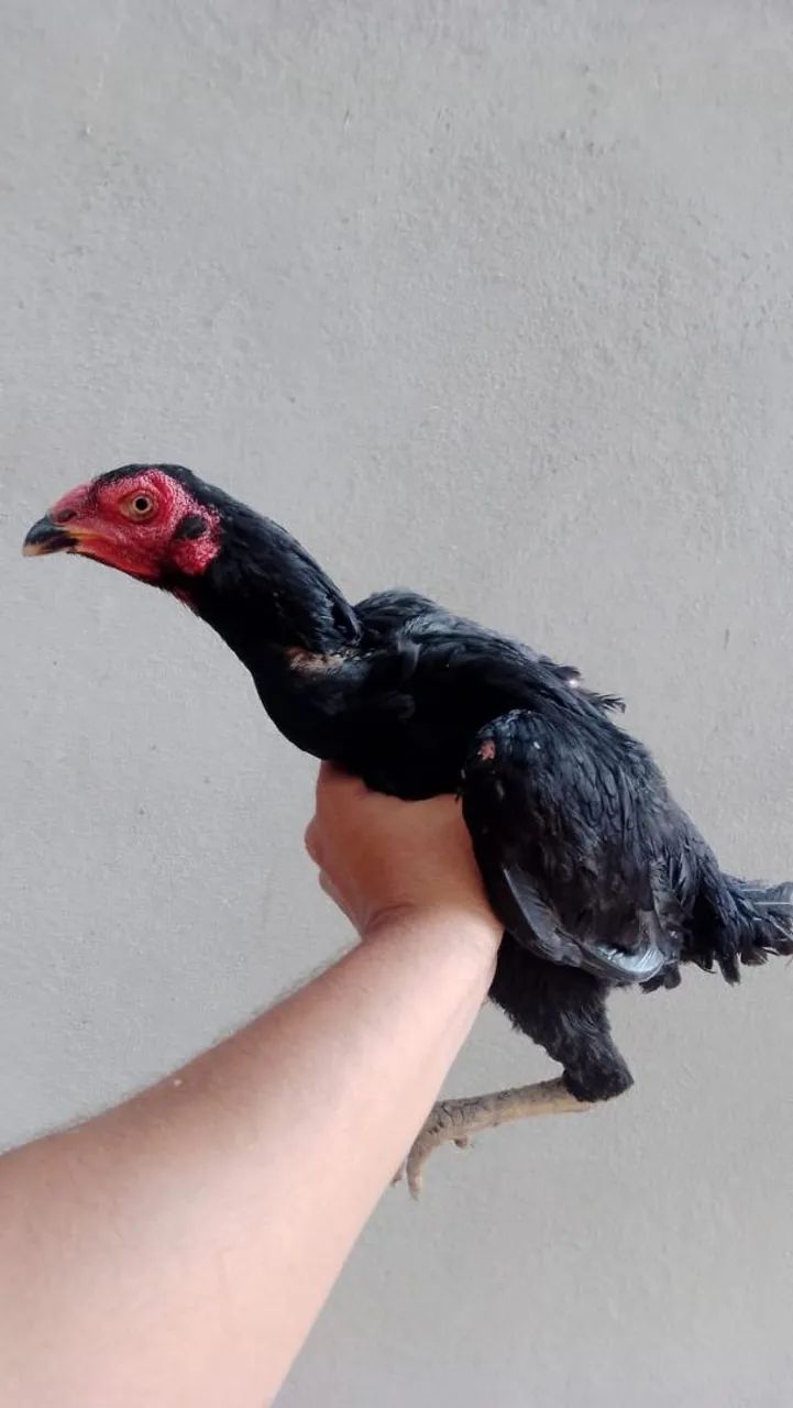 Galinha índia (Entrego) - Foto 2