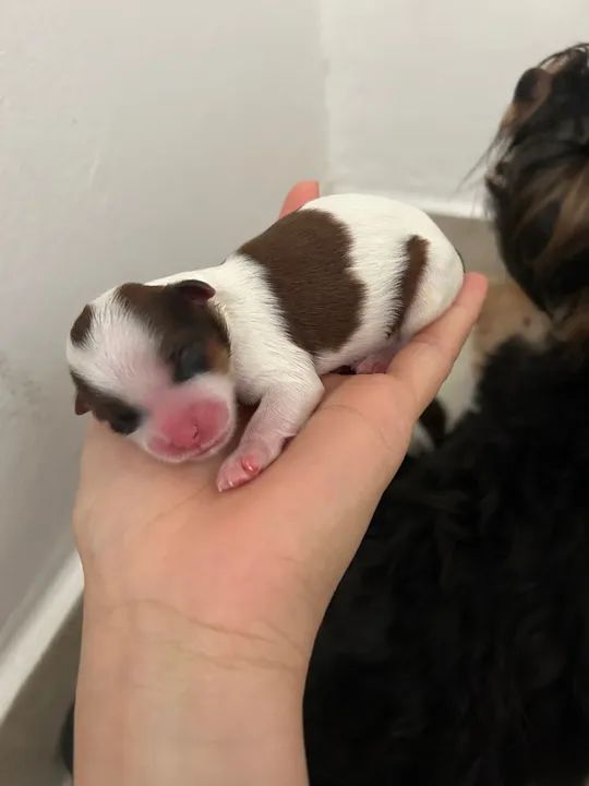 Filhotes Shih Tzu - Venda sob Contrato - Foto 3