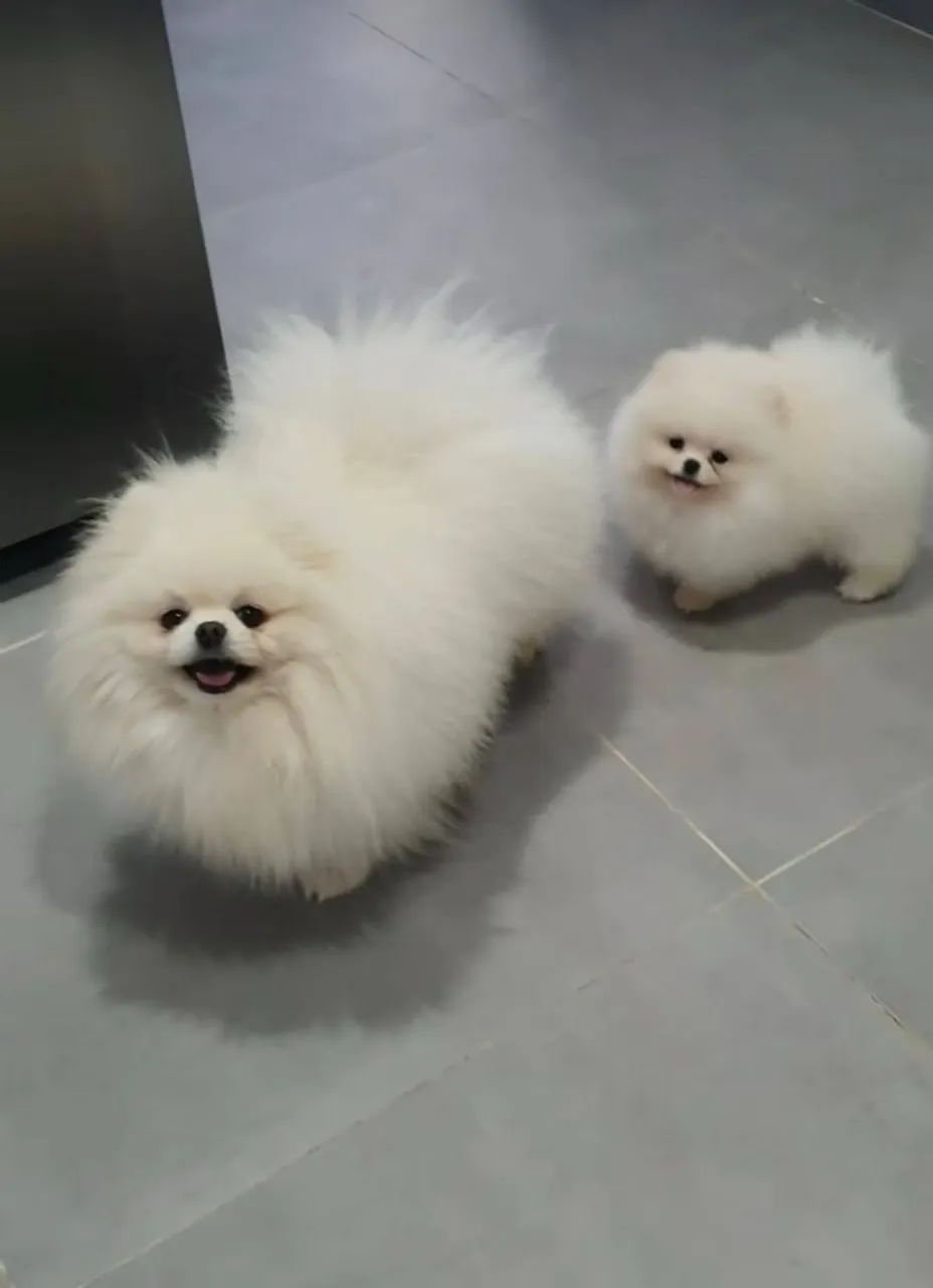 Lulu da Pomerania Mini padrão ursinho meninas e menino Pronta entrega! - Foto 3
