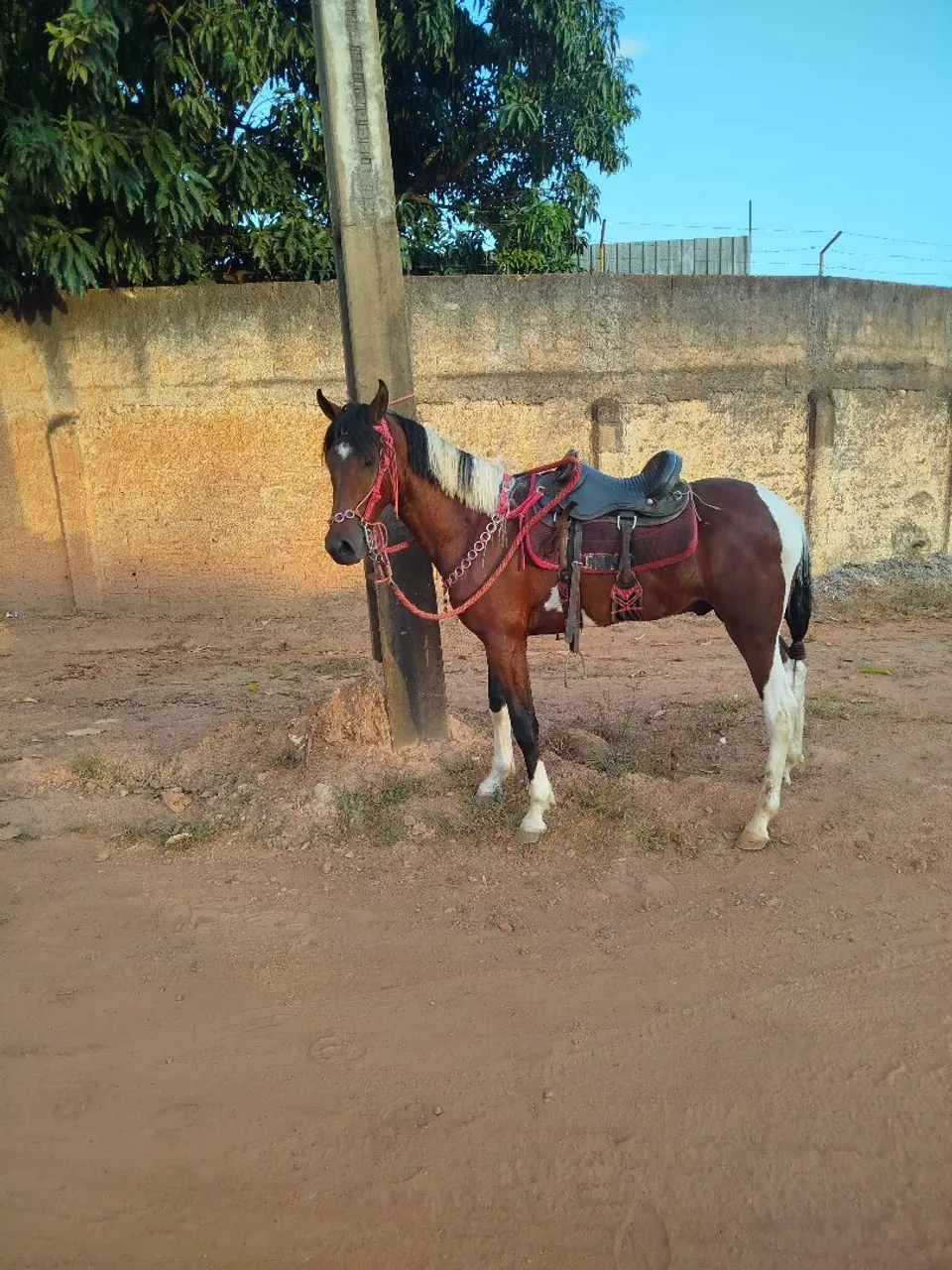 Potro Mangalarga