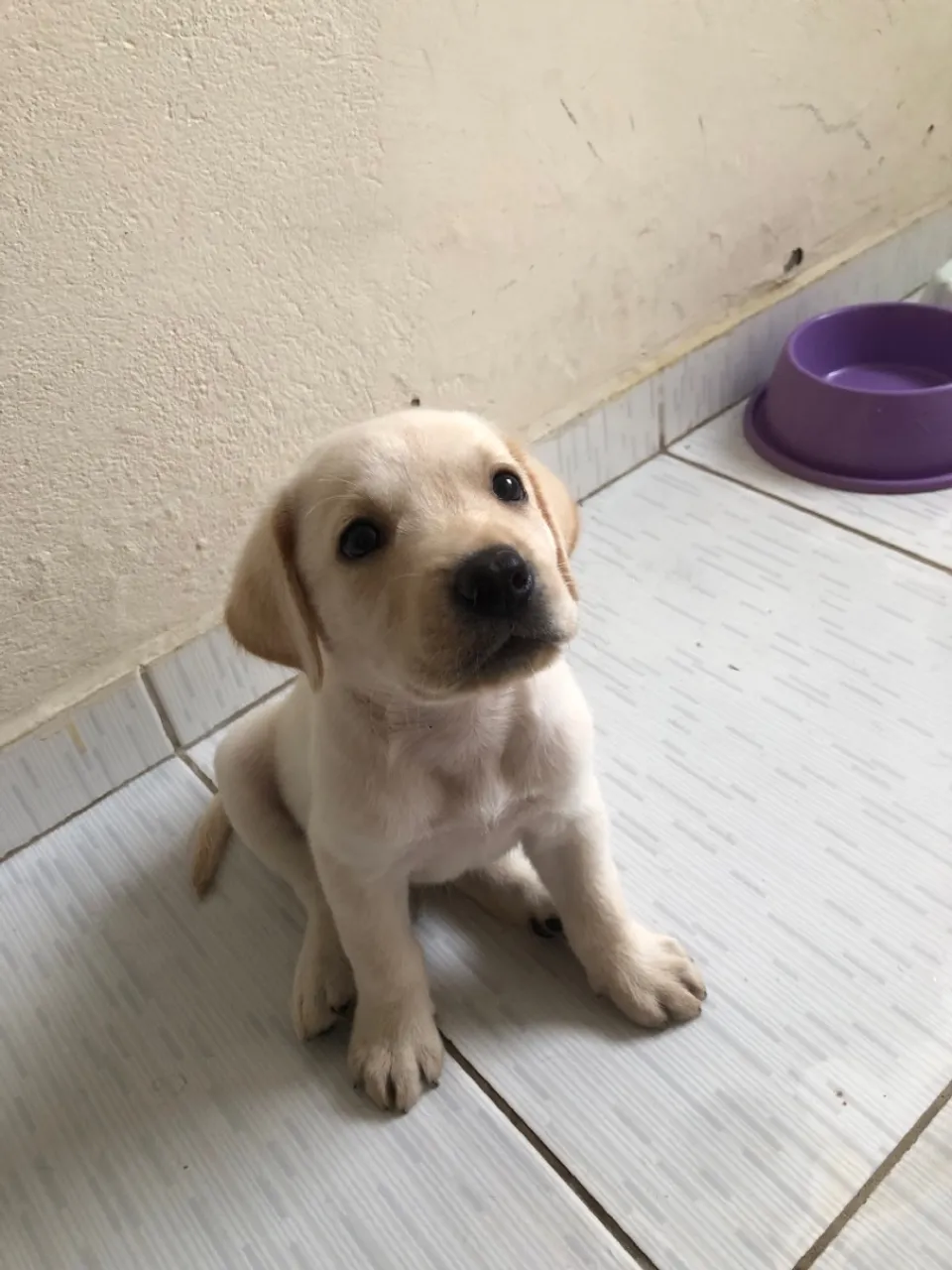 Filhote de Labrador Americano