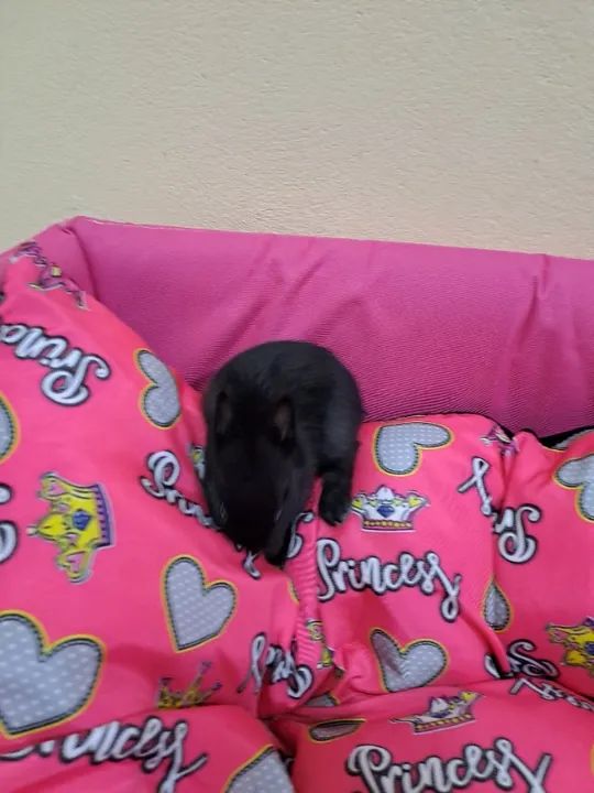 Mini coelho  - Foto 2