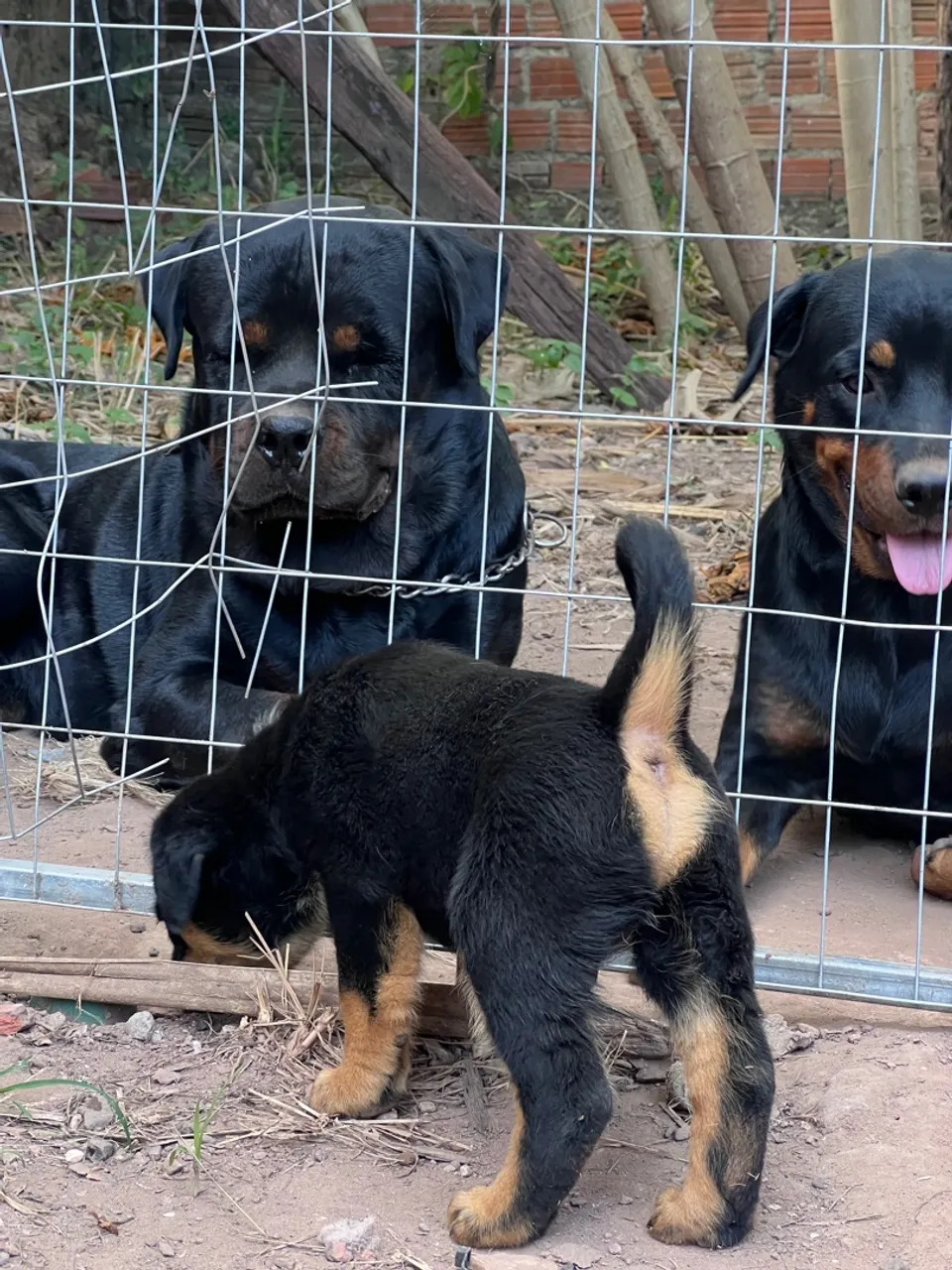 Filhote de Rottweiler puros