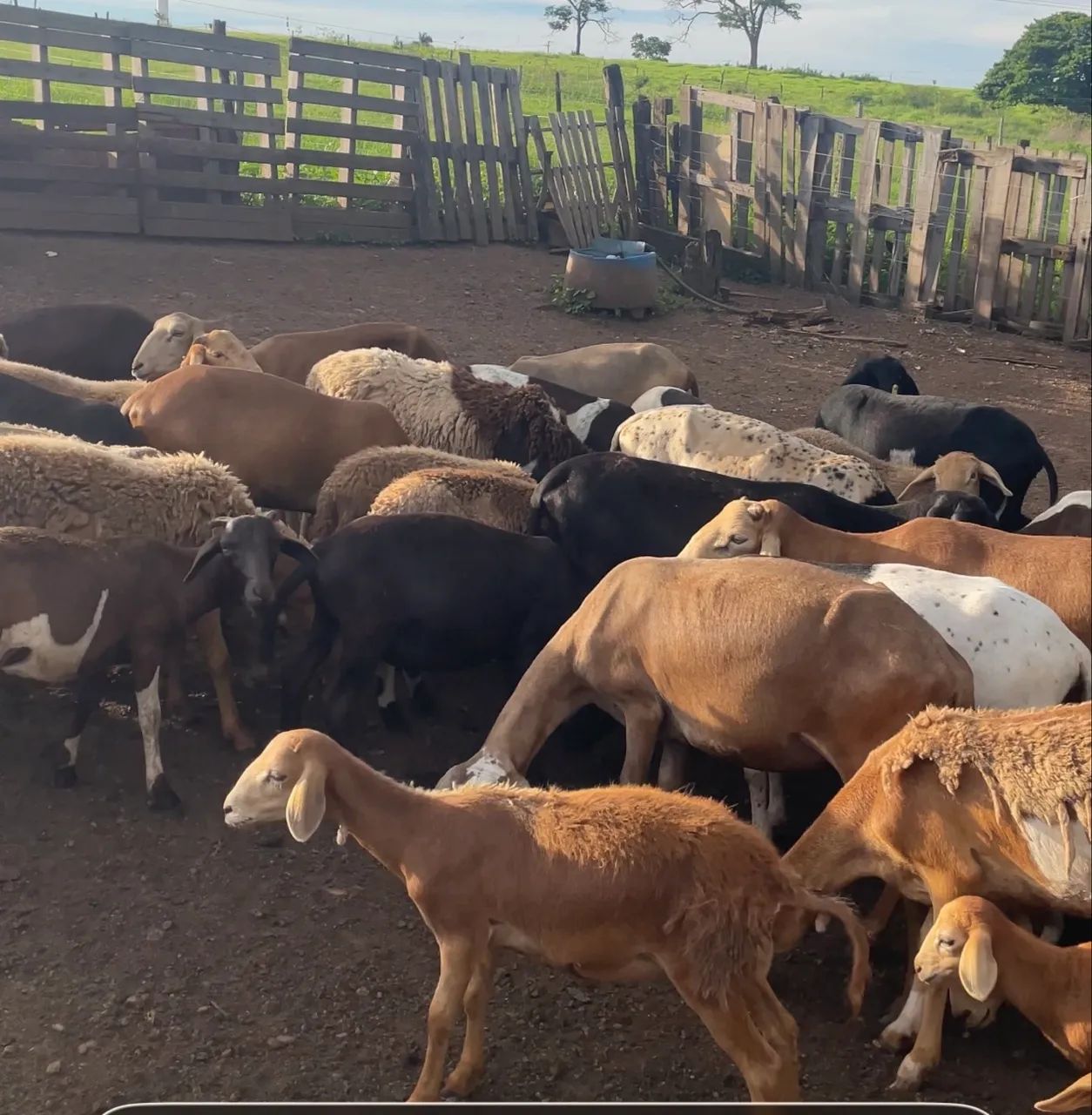 Carneiro, ovelha, carneira, cordeiro, borrego. - Foto 3