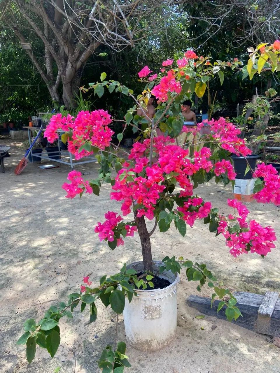 Plantas bougainvillea 