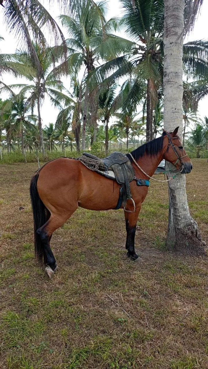 Cavalo maduro e calmo para o campo