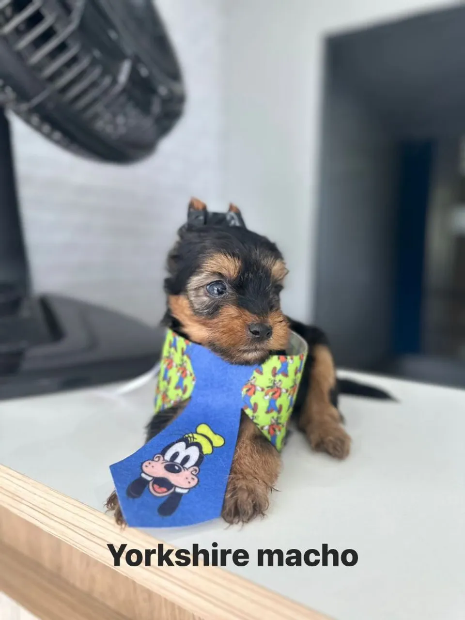 Yorkshire Terrier Macho Filhote Charmoso