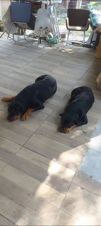 Dois filhotes de Rottweiler - Foto 2