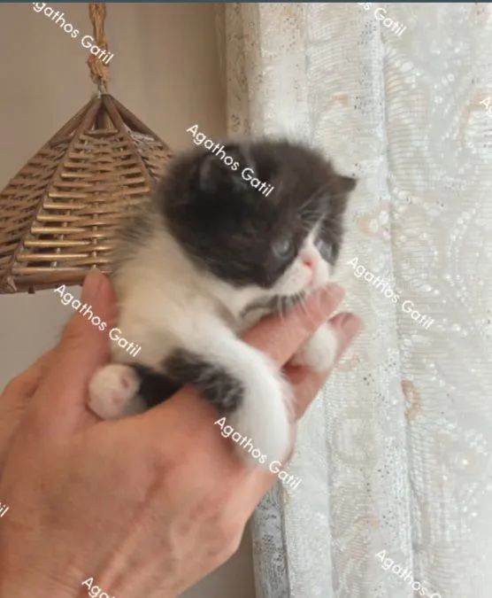 Gatinhos persas e exóticos disponíveis  - Foto 3