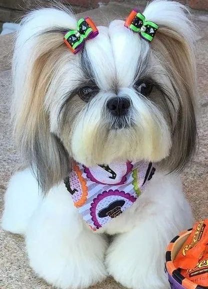 Shih-Tzu filhotes micro Chama no whatsapp que mando fotos e vídeos ok  - Foto 2