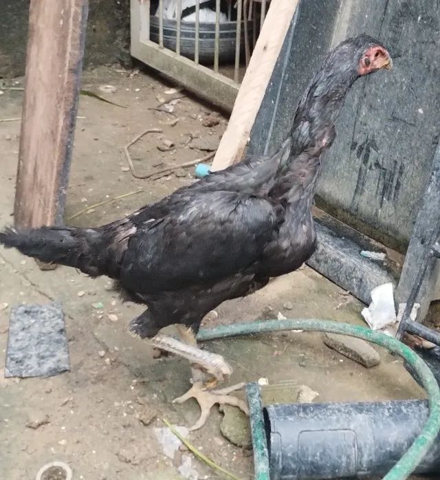 Galinhas cariocas  - Foto 3