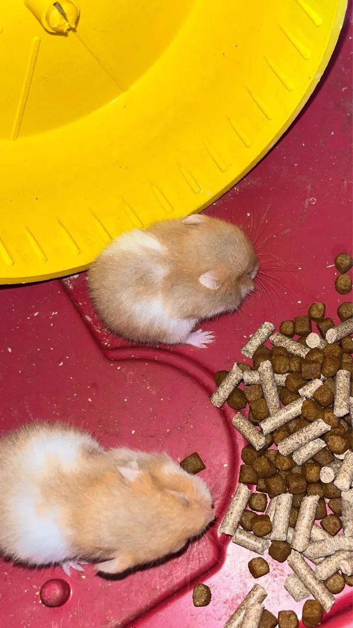 hamster  - Foto 4