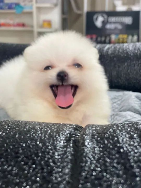 Filhote de Lulu Pomerânia - Foto 5