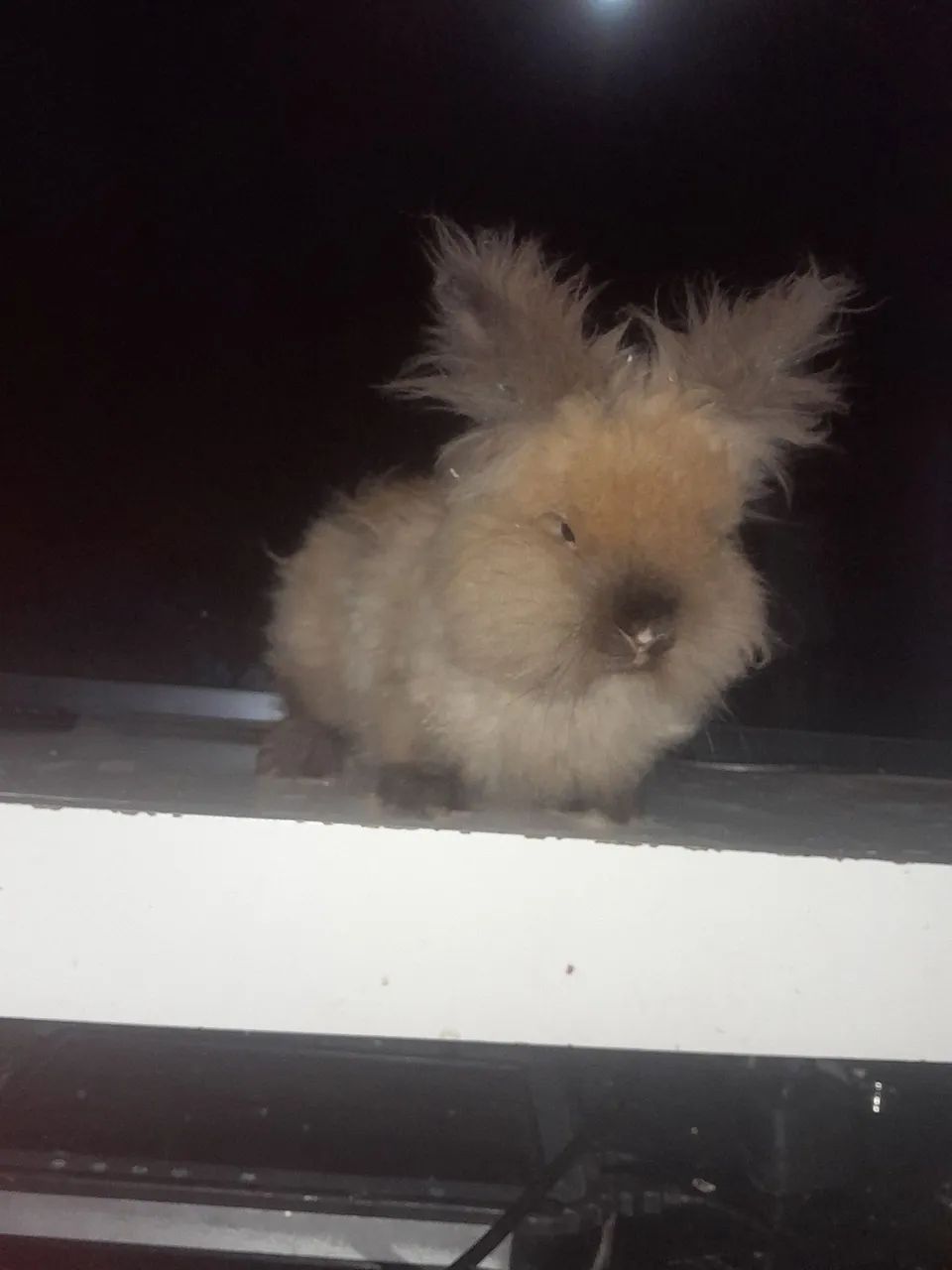 Coelhinho Angora venda urgente - Foto 3