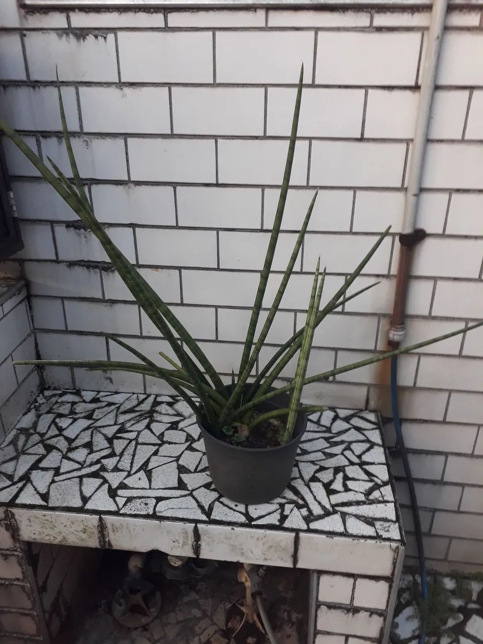 Lança de São Jorge por 30,00 reais     em vaso - Foto 2