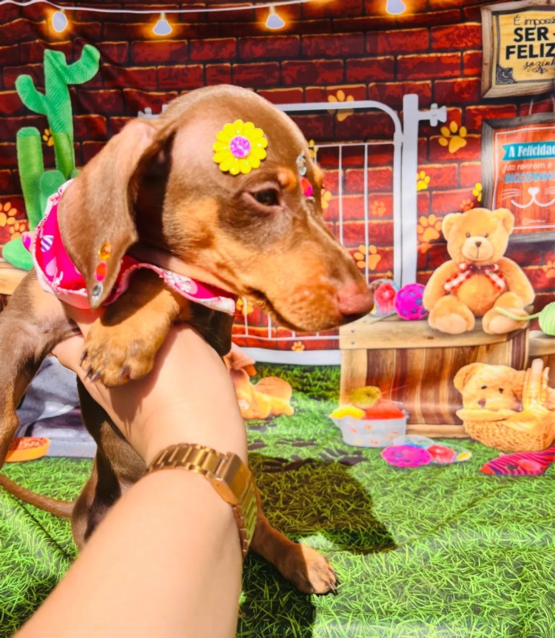 Dachshund fêmea Basset chocolate pedigree opc/ 3 meses