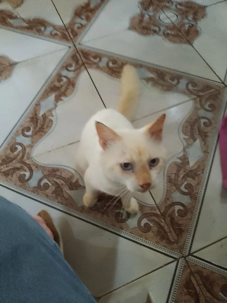 Gatinho branco e fofo para adoção - Foto 4