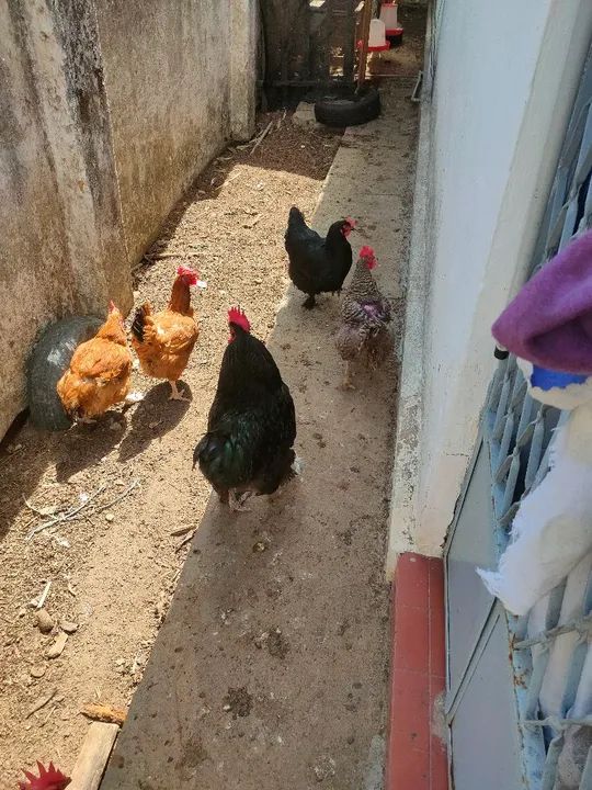 Galinhas e galos para venda - Foto 4