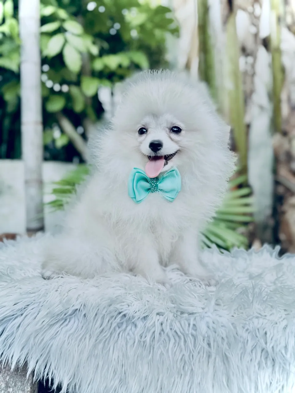 Filhote de Spitz Alemão fofo e charmoso!