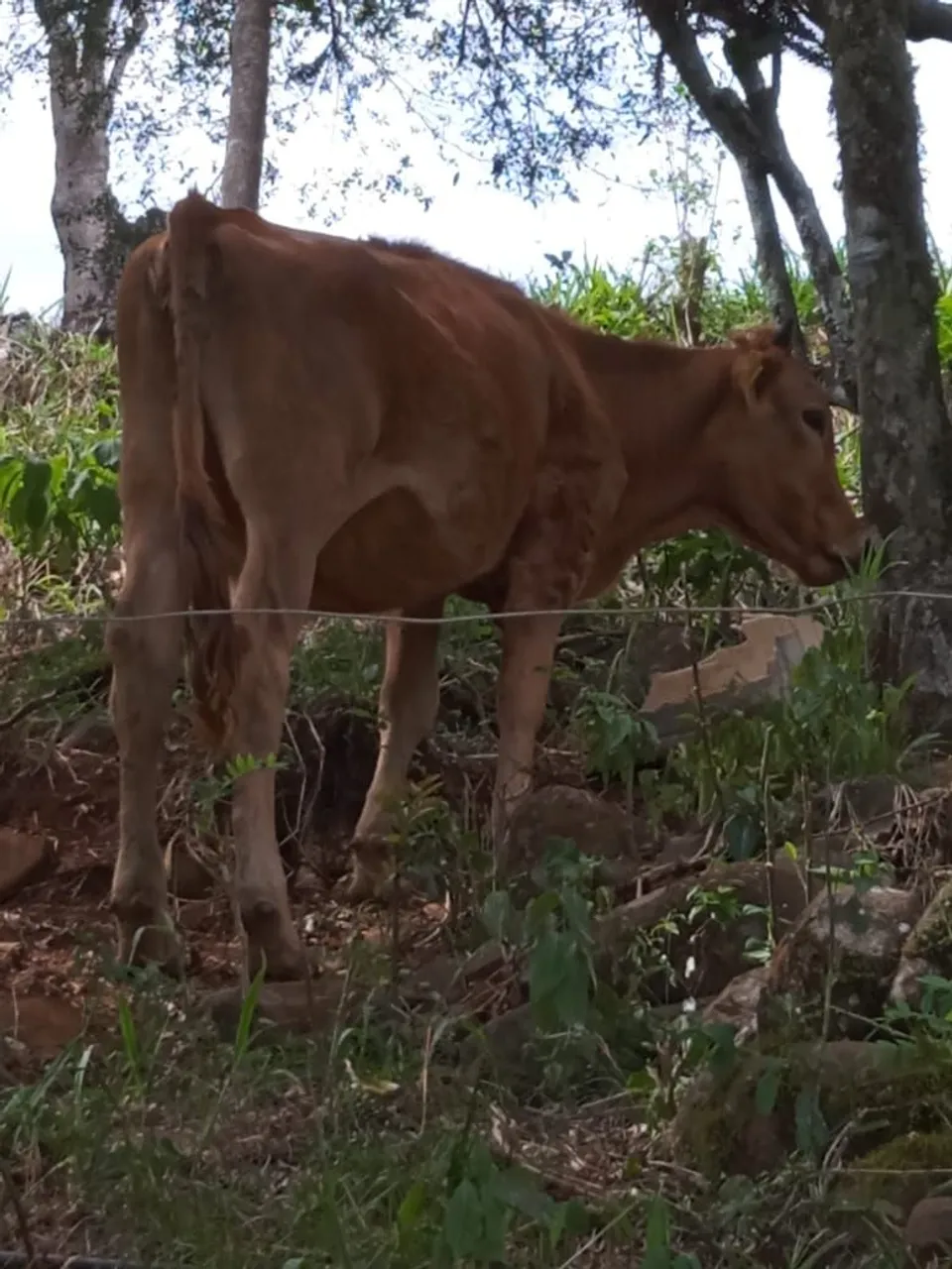 Novilha jersey