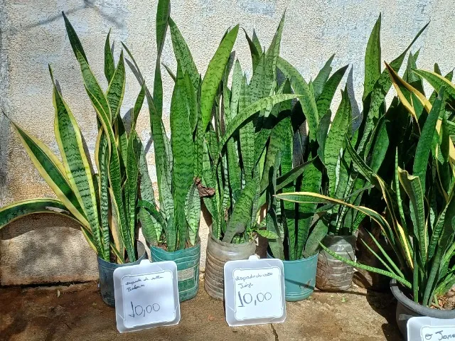 Plantas espada.
