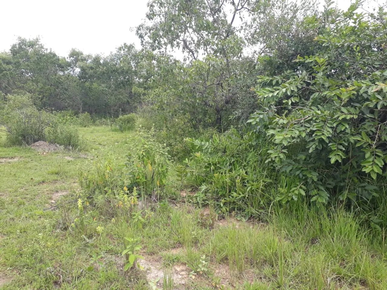 Fazendinhas 20.000m2 Na Região da Serra Do cipó - Últimas Unidades. - Foto 5