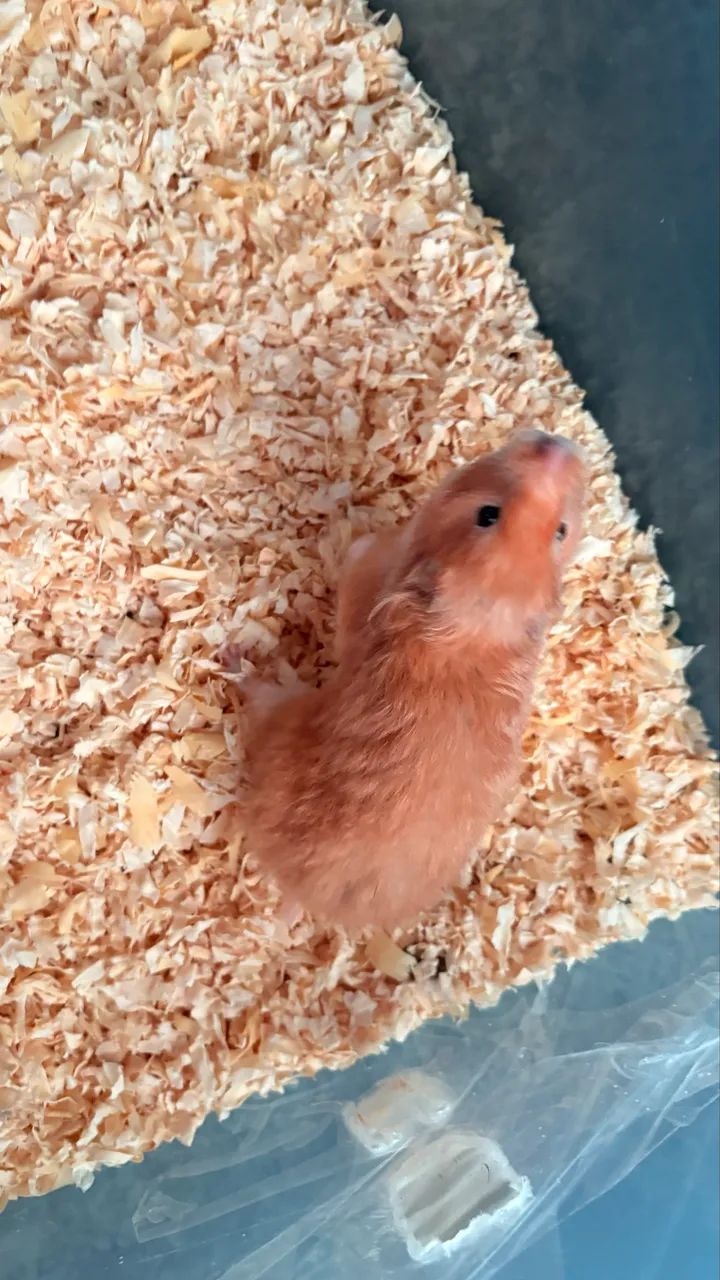 Hamster doação  - Foto 2