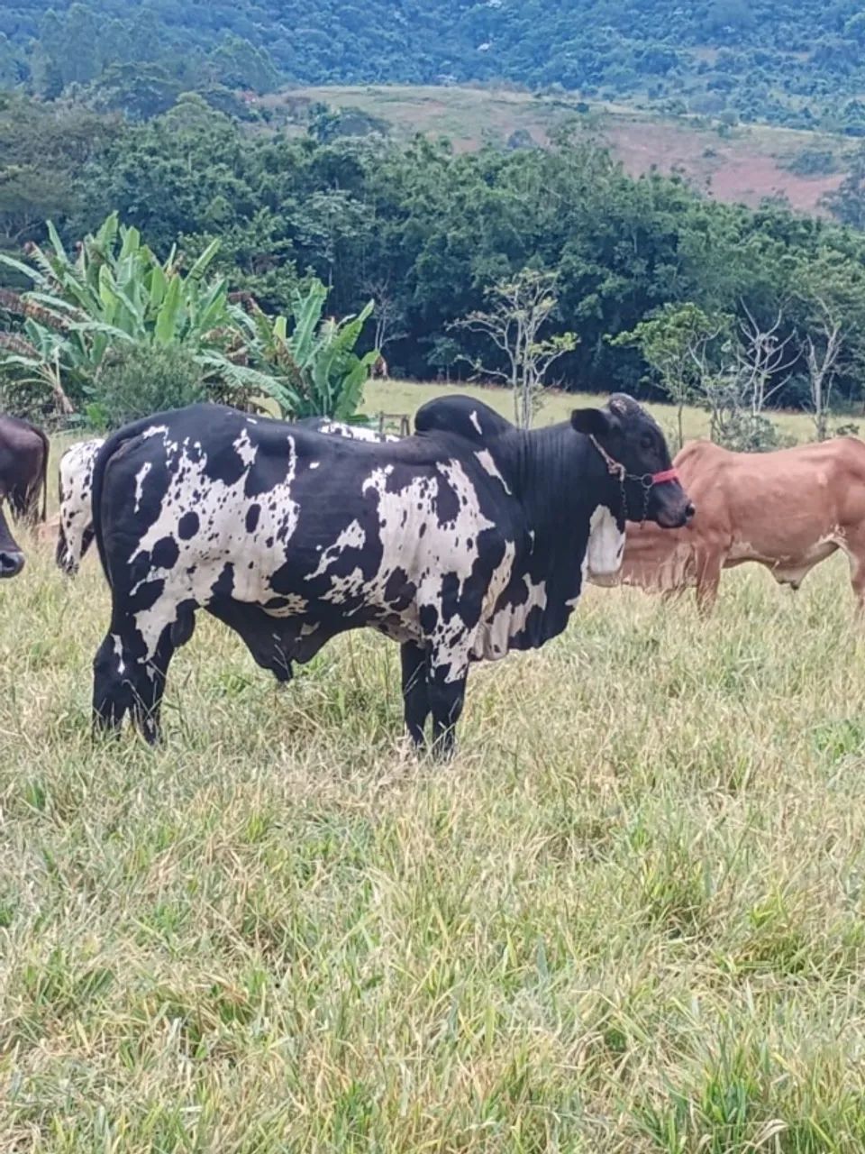 Touro Nelore Pintado