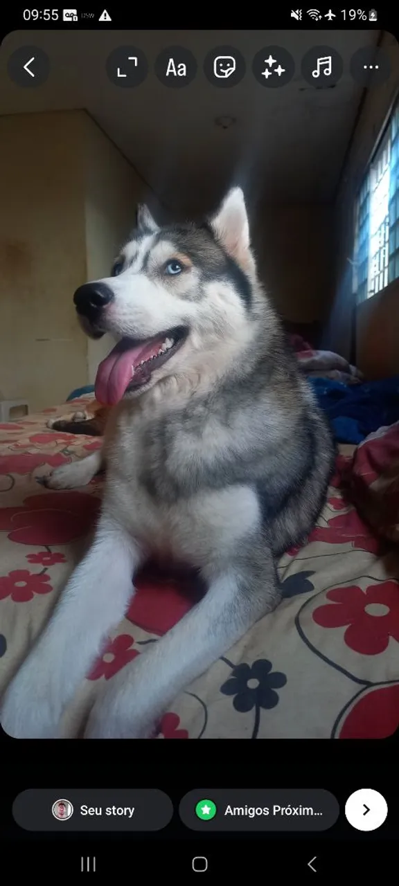 Husky Siberiano procura-se Namorado