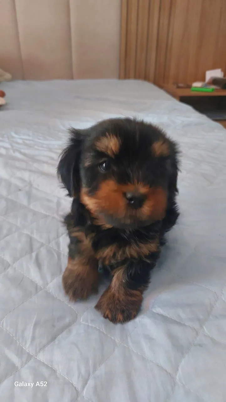 Filhote de Yorkshire Terrier