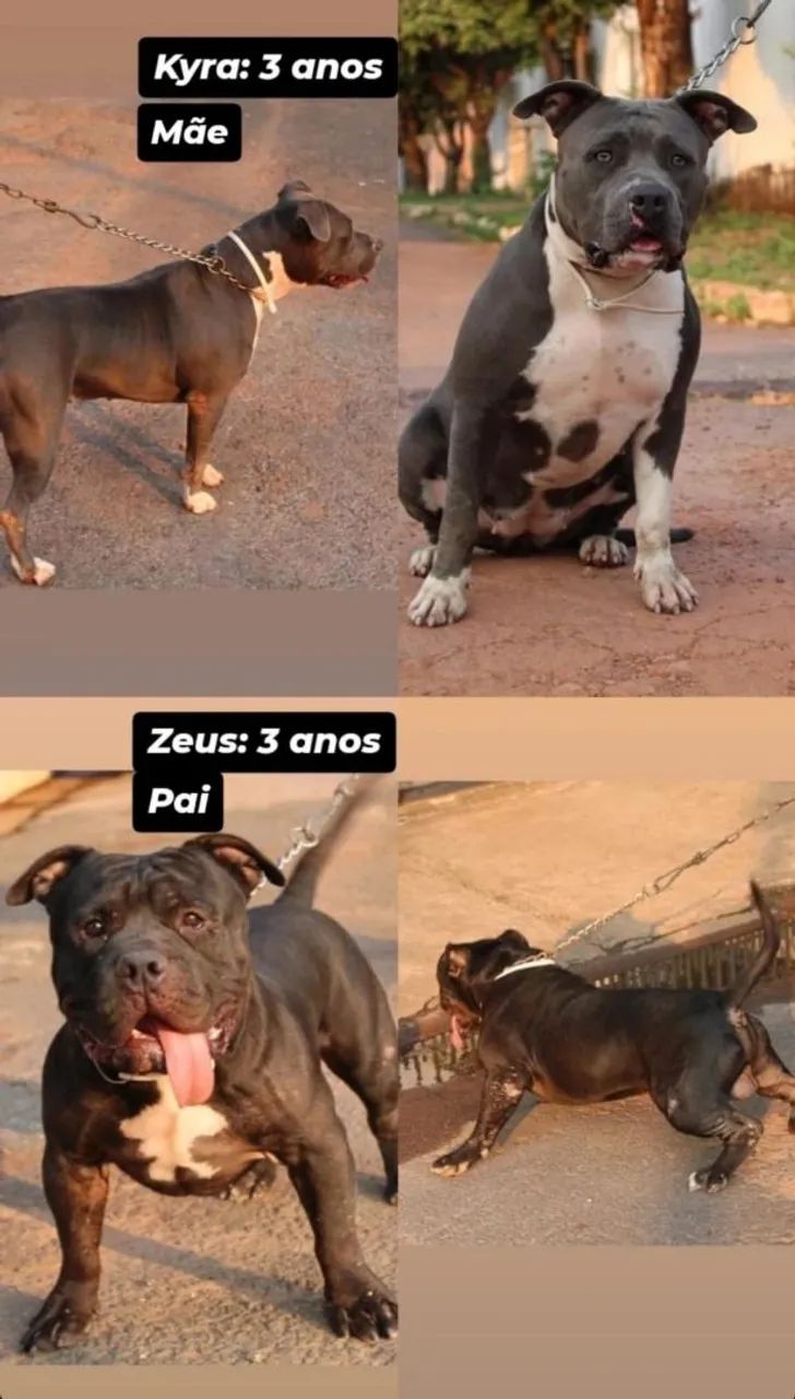 Filhotes Pit Monster com Pedigree a partir de R$1000,00 - Foto 3