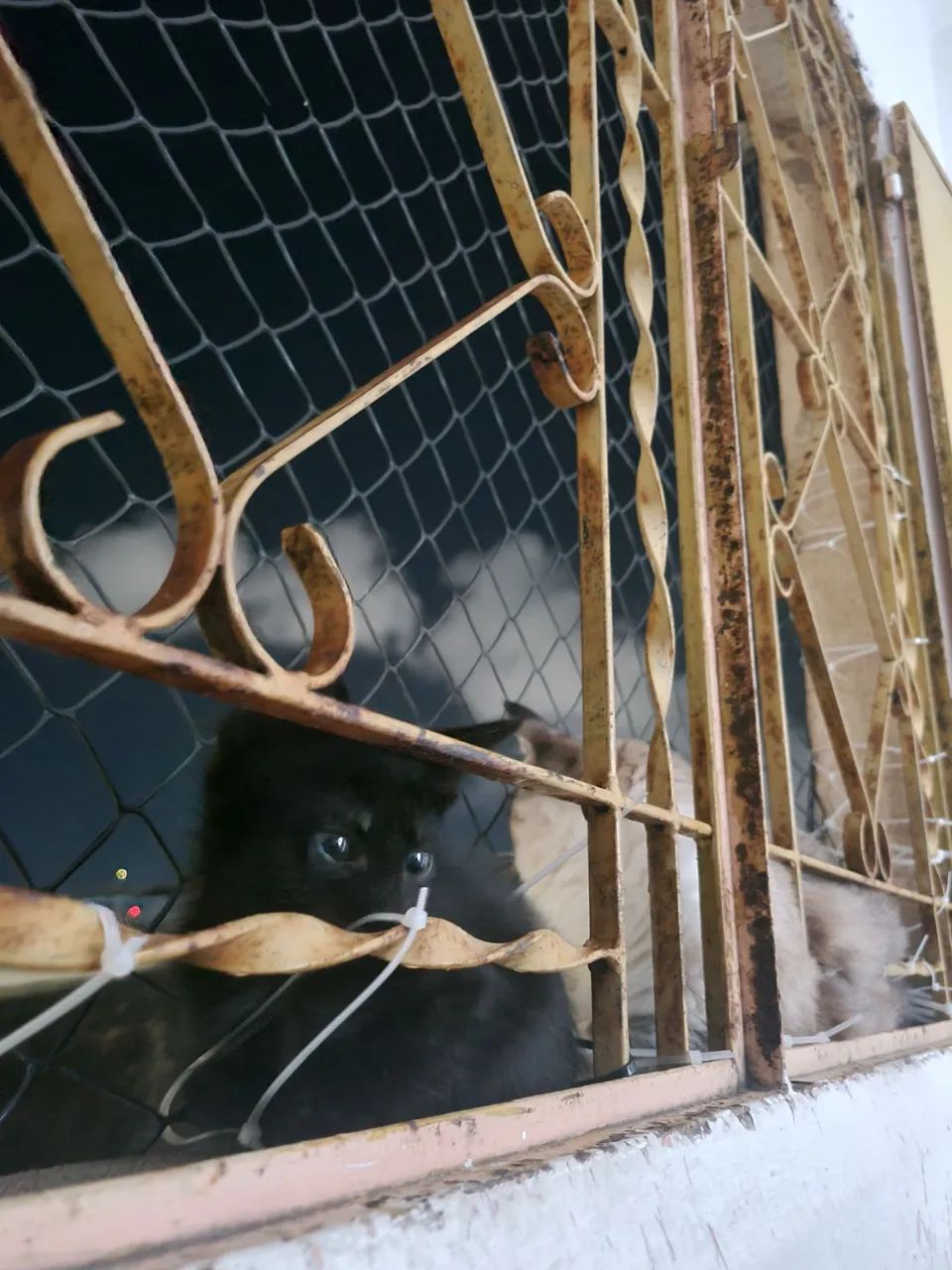 Adoção responsável fêmea  - Foto 2