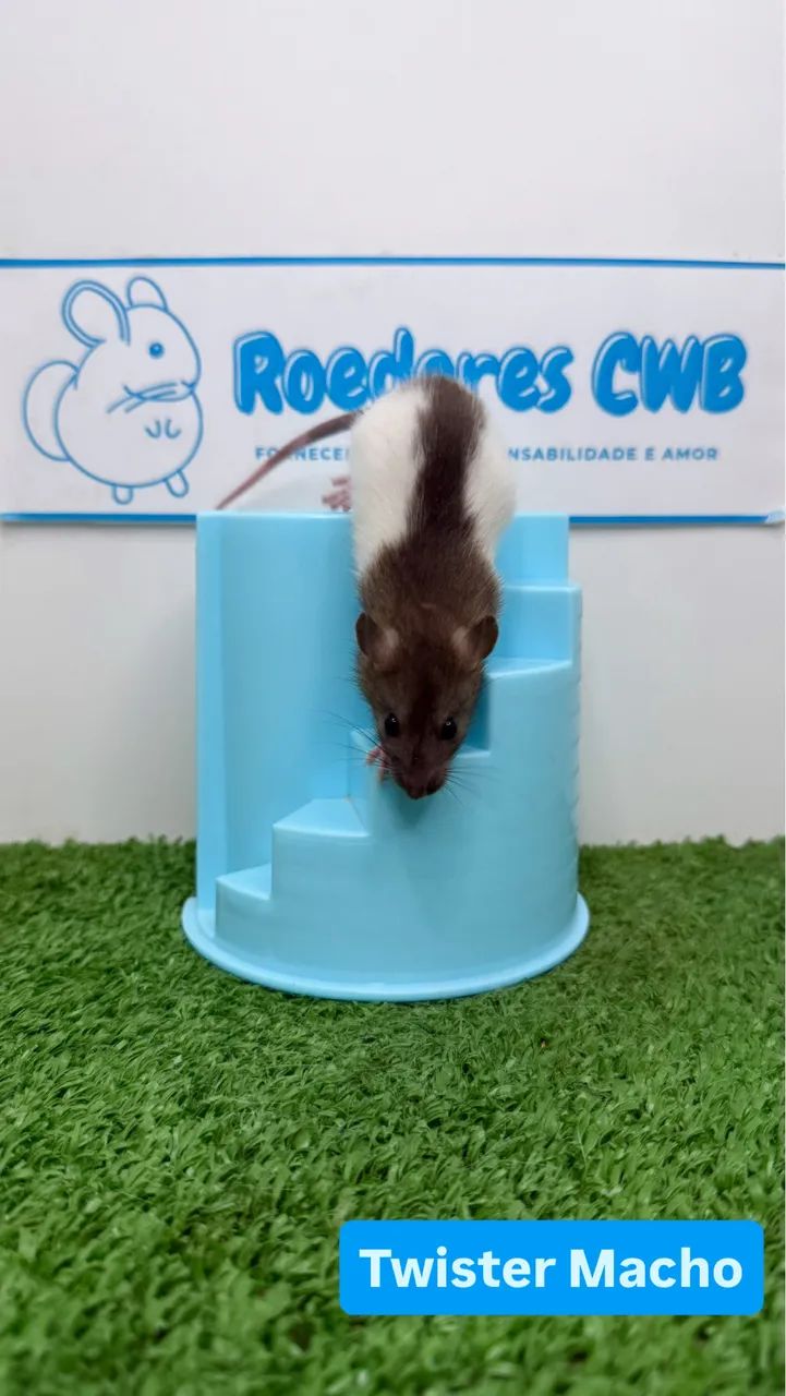 Twister/Mercol Filhotes (Roedores CWB)  - Foto 4