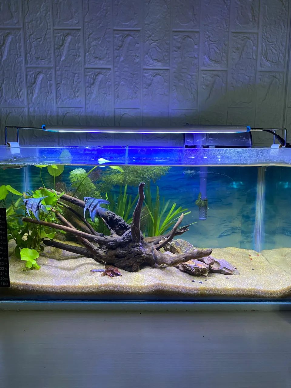 Aquário plantado completo  - Foto 2