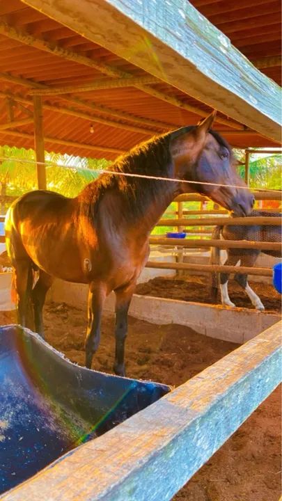 MANGALARGA MARCHADOR REGISTRADO  - Foto 4