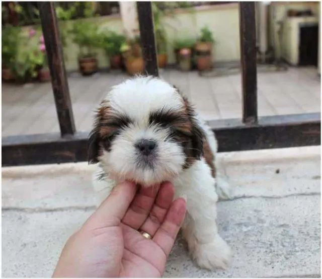 Shih tzu machinho na cor bicolor filhote com 59 dias vacinado com pedigree - Alberto