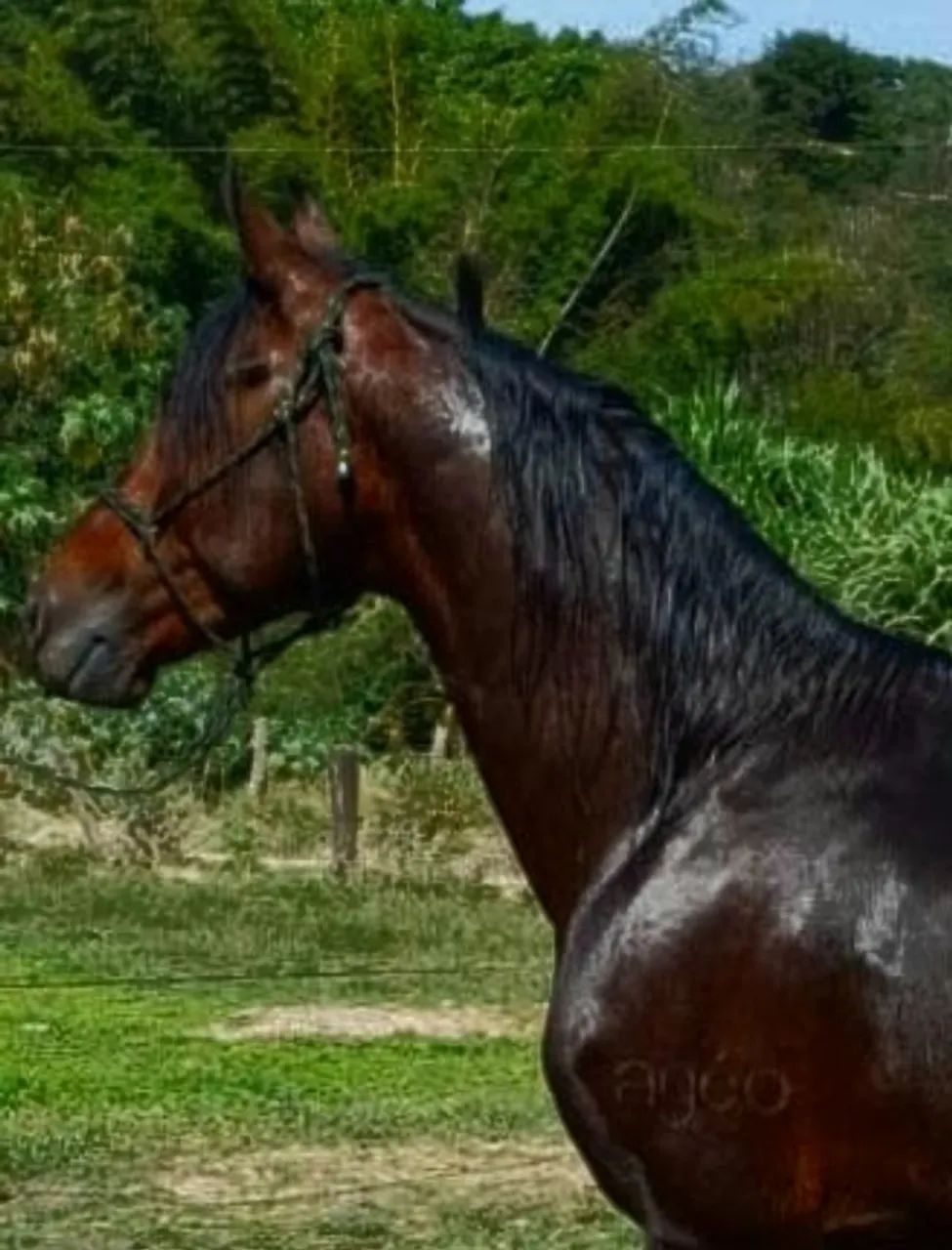 cavalo Mangalarga Marchador - Foto 4