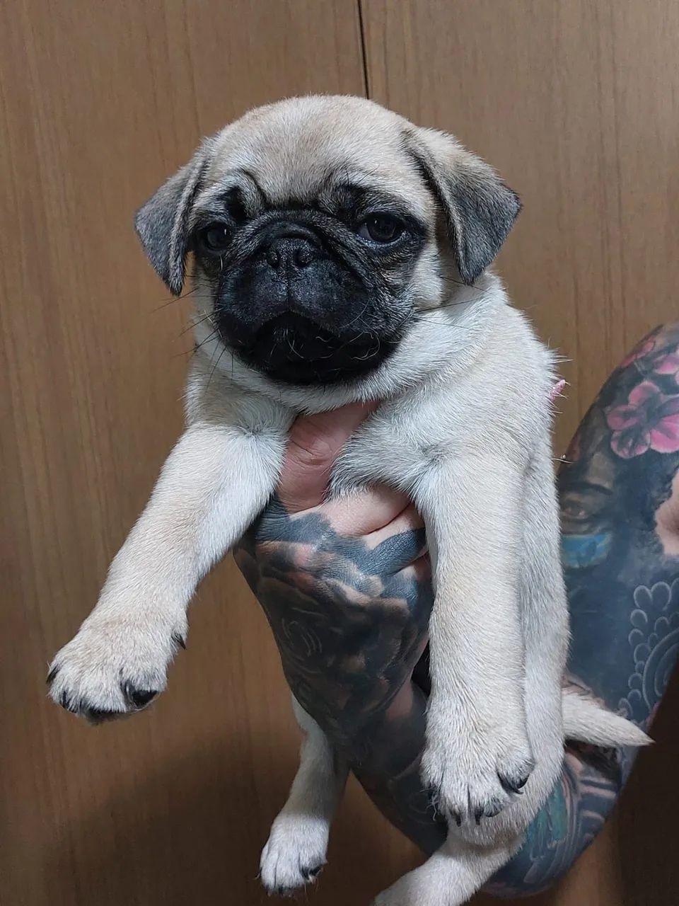 Rough Collie Border Collie As A Pet Rough Collie Bulldog Border