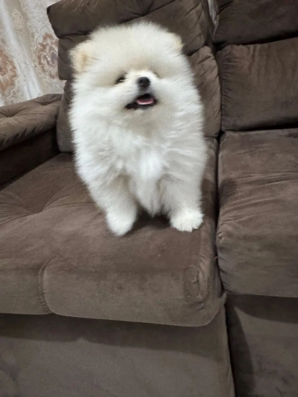 Filhótes de Lulu da pomerania  - Foto 4