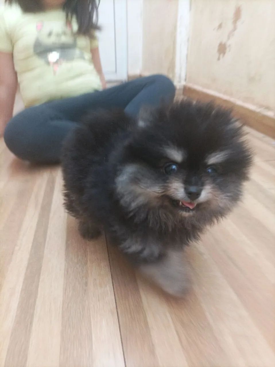 Spitz - Cachorros - Centro, Cascavel 1461203622 | OLX