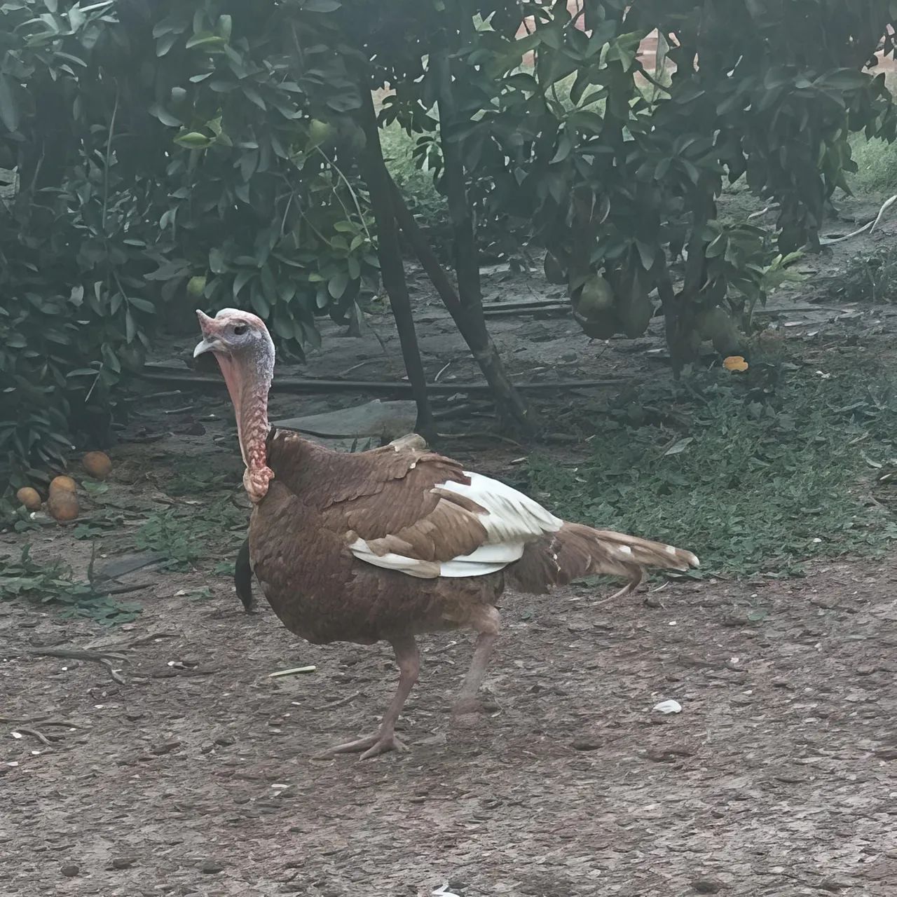 Peru