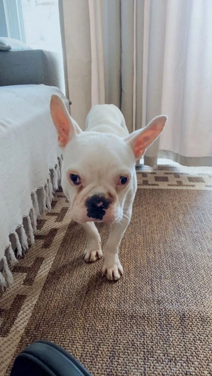 Buldog francês branca femea - Foto 3