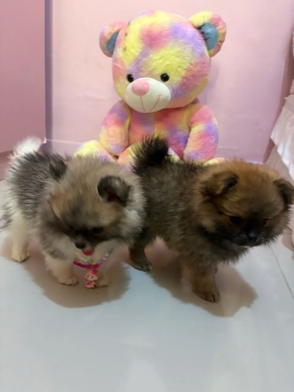 Spitz alemão  - Foto 5