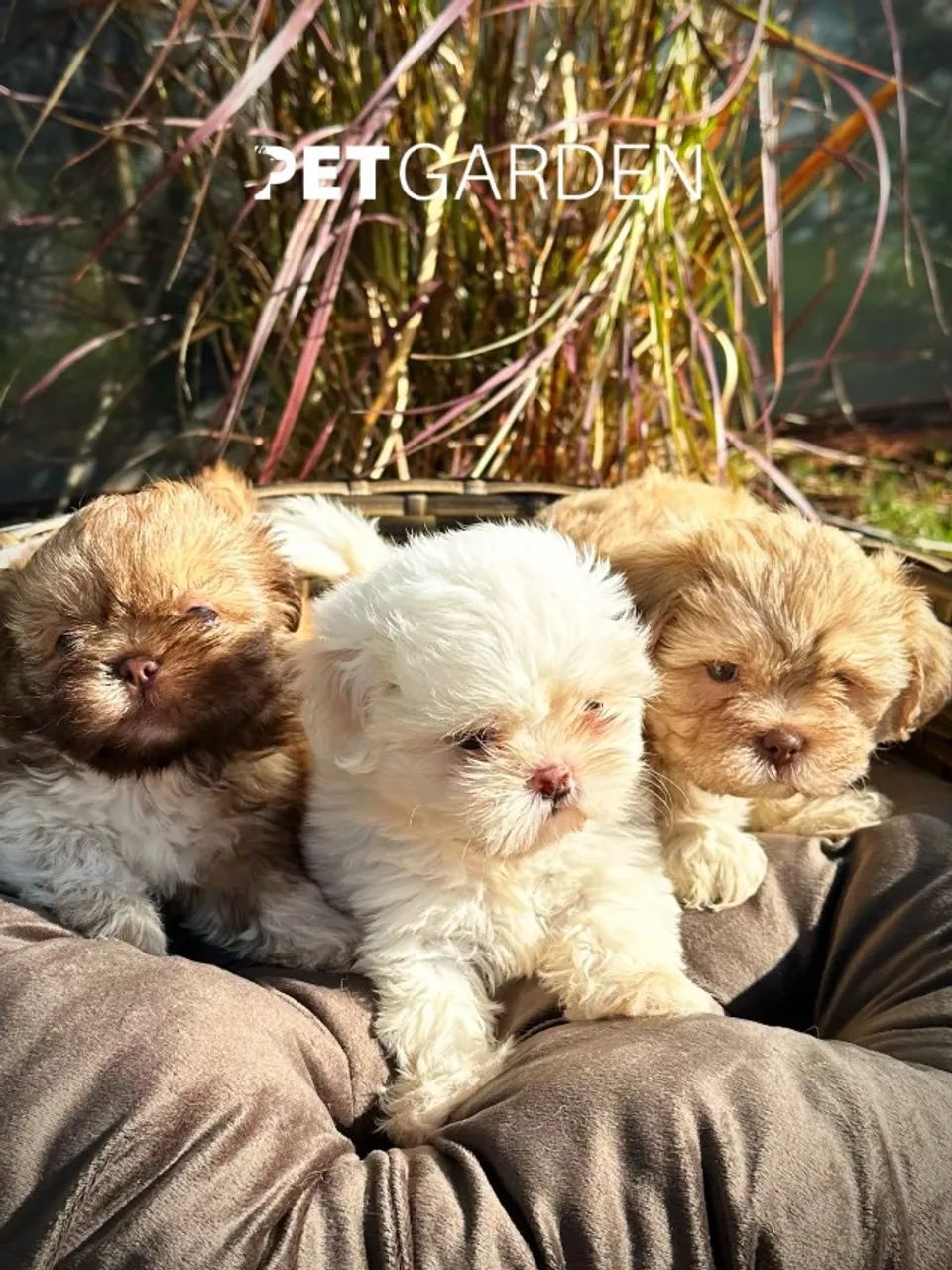 Shihtzu 