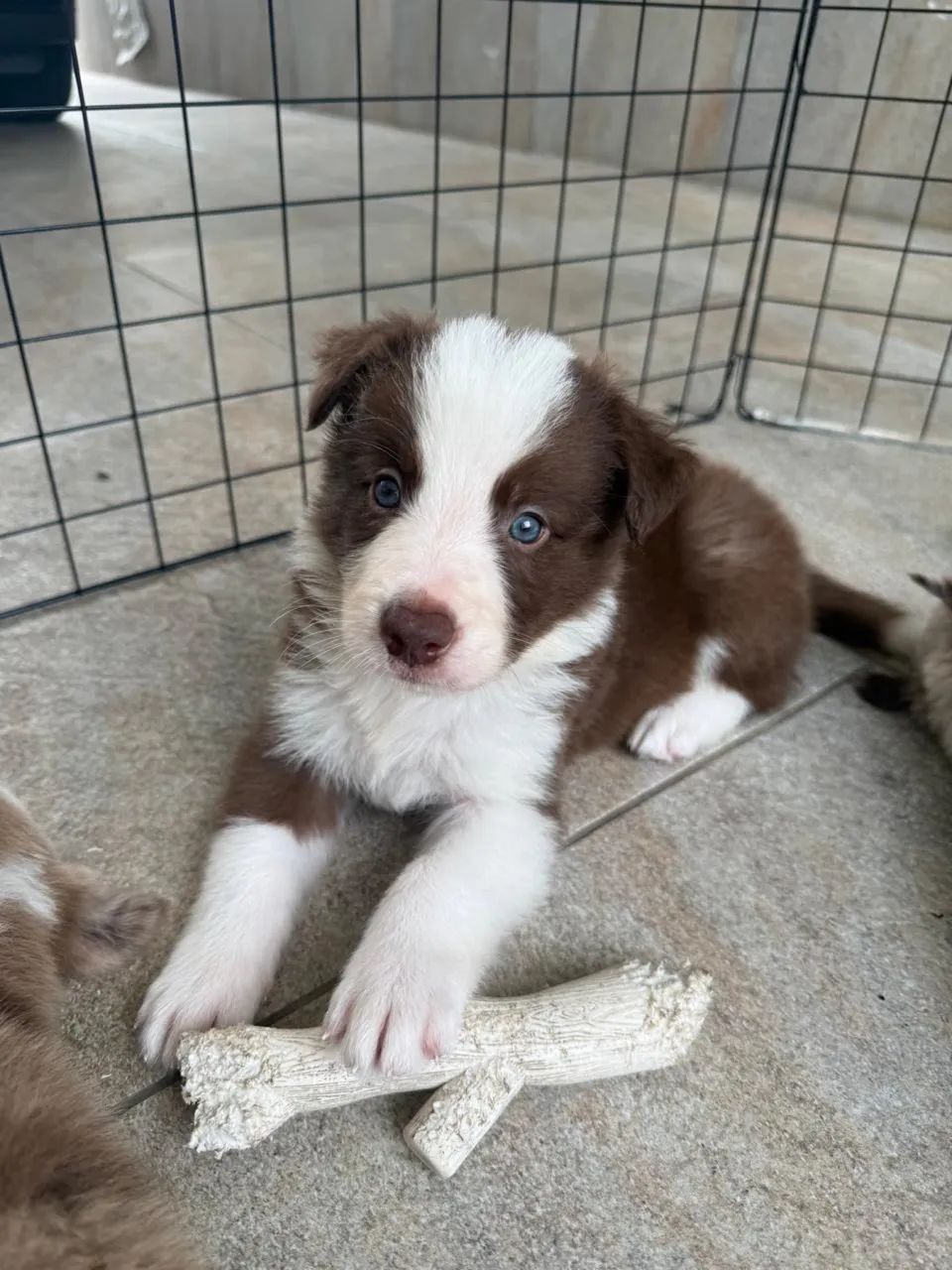 Filhote de Border collie  - Foto 2